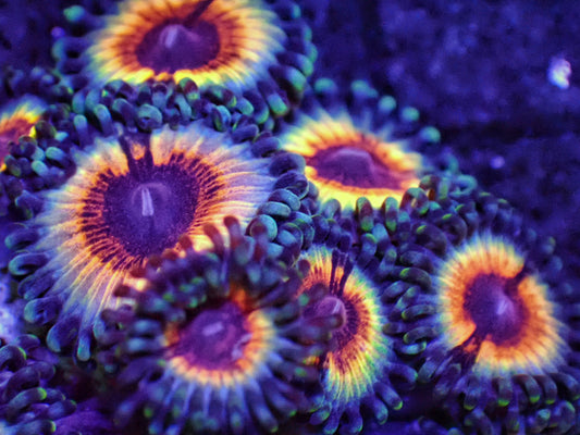 Almost WYSIWYG Vampire in Drag Zoanthids