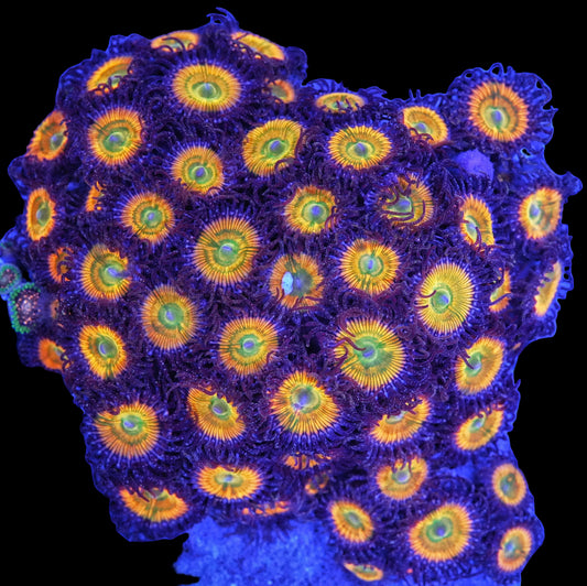 Sunny D Zoanthids (CUT TO ORDER Frag)