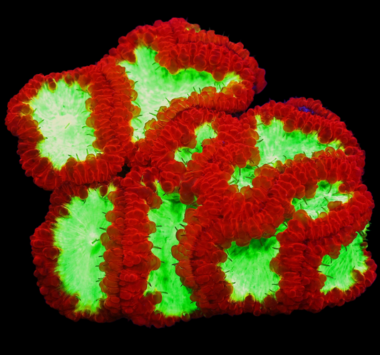 WYSIWYG Indo Fire Dancer Blastomussa LPS Coral Colony