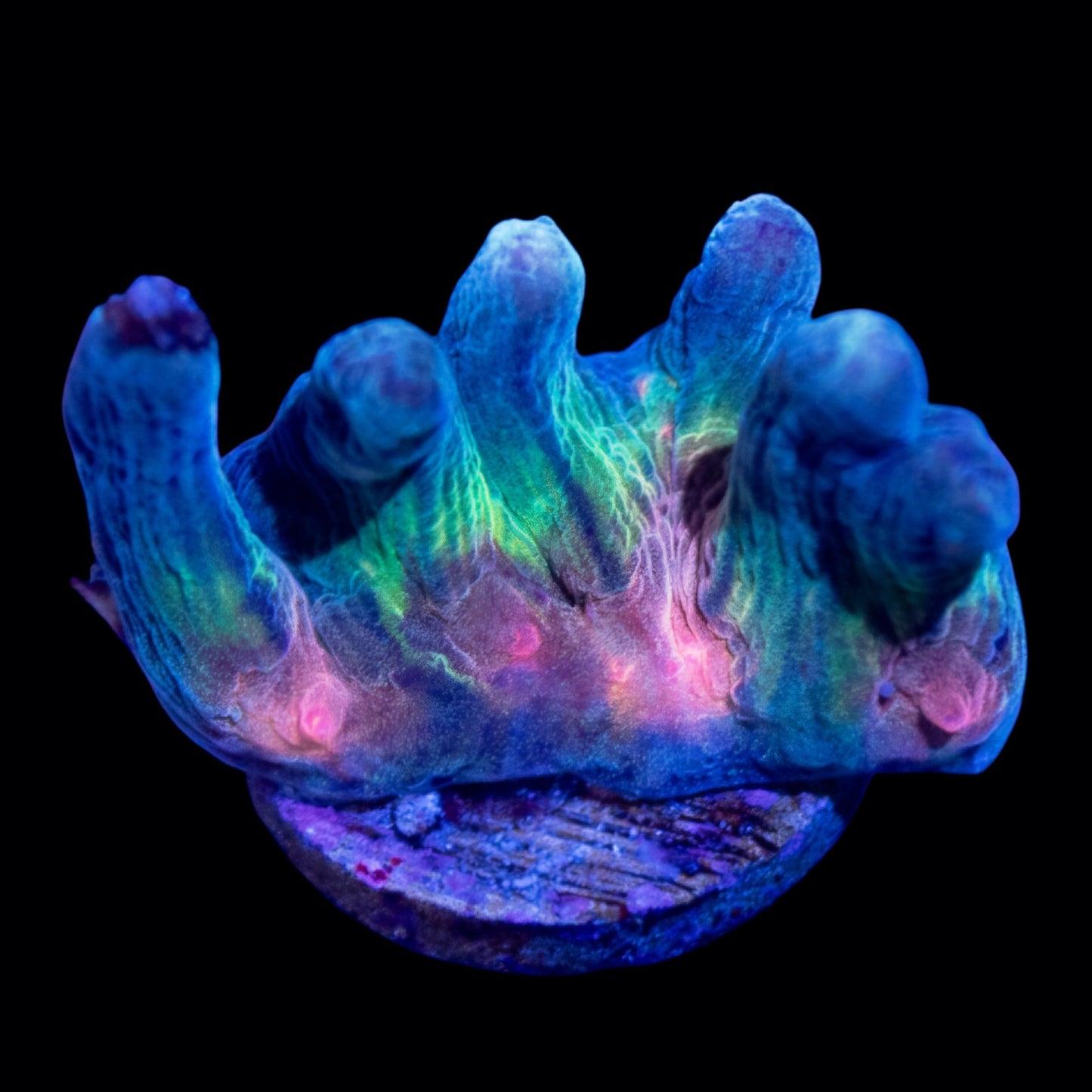 WYSIWYG Rainbow Pectinia LPS Frag