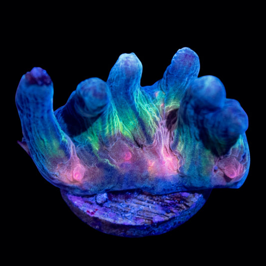 WYSIWYG Rainbow Pectinia LPS Frag