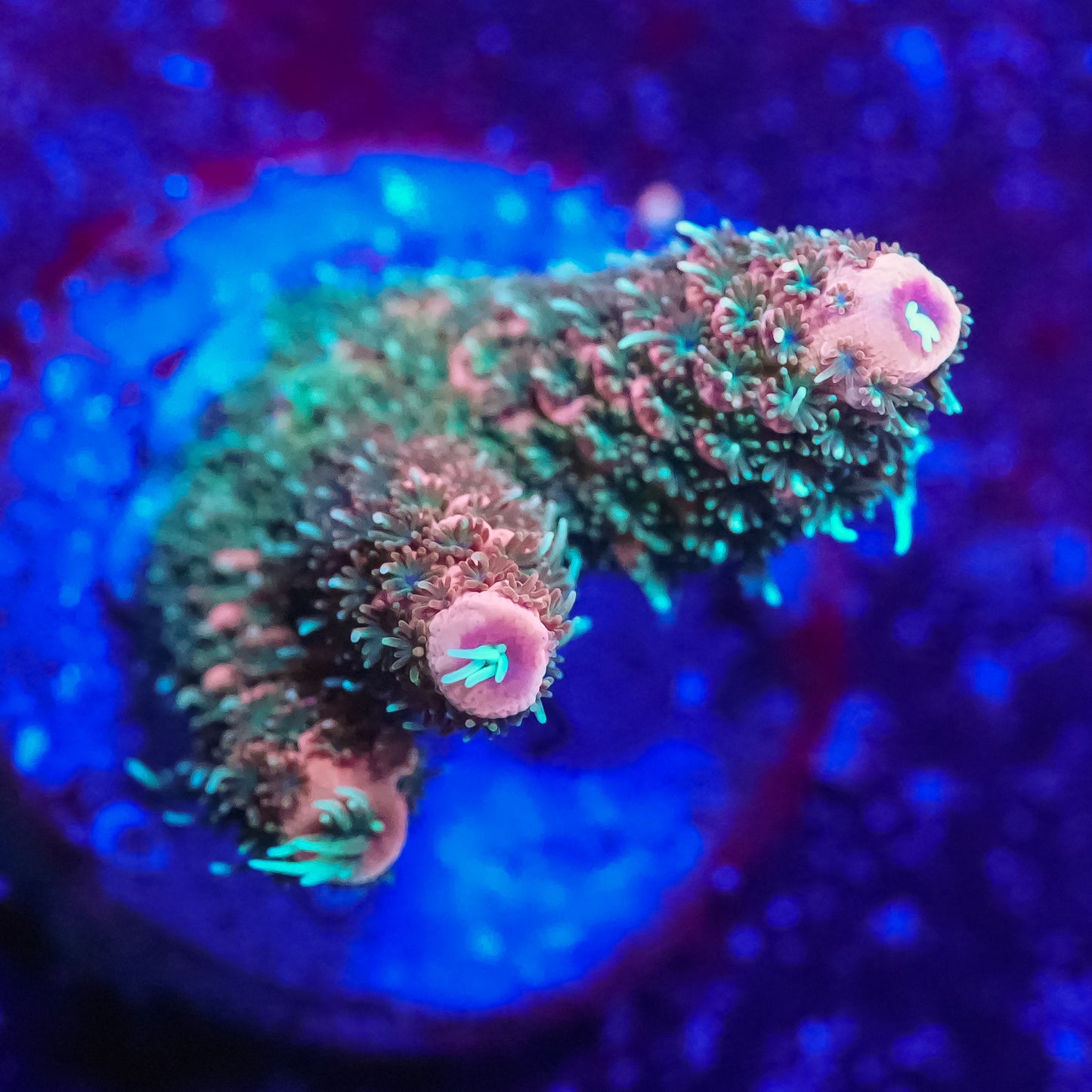 WYSIWYG Acropora Millepora SPS Frag (M)