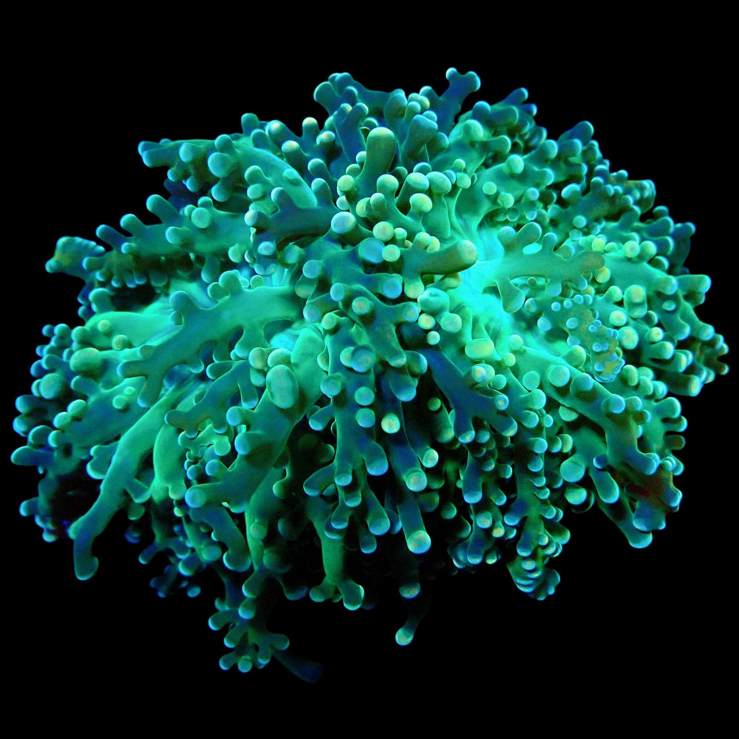 WYSIWYG Acid Trip Branching Frogspawn LPS Coral Frag (2H)