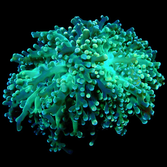 WYSIWYG Acid Trip Branching Frogspawn LPS Coral Frag (2H)