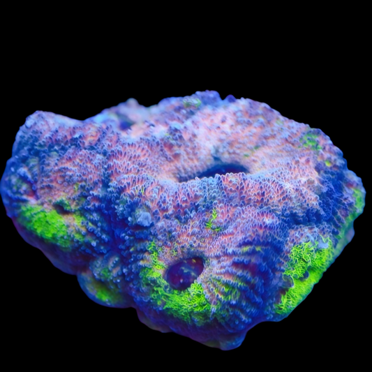 WYSIWYG Strawberry Rainbow Acan LPS Frag