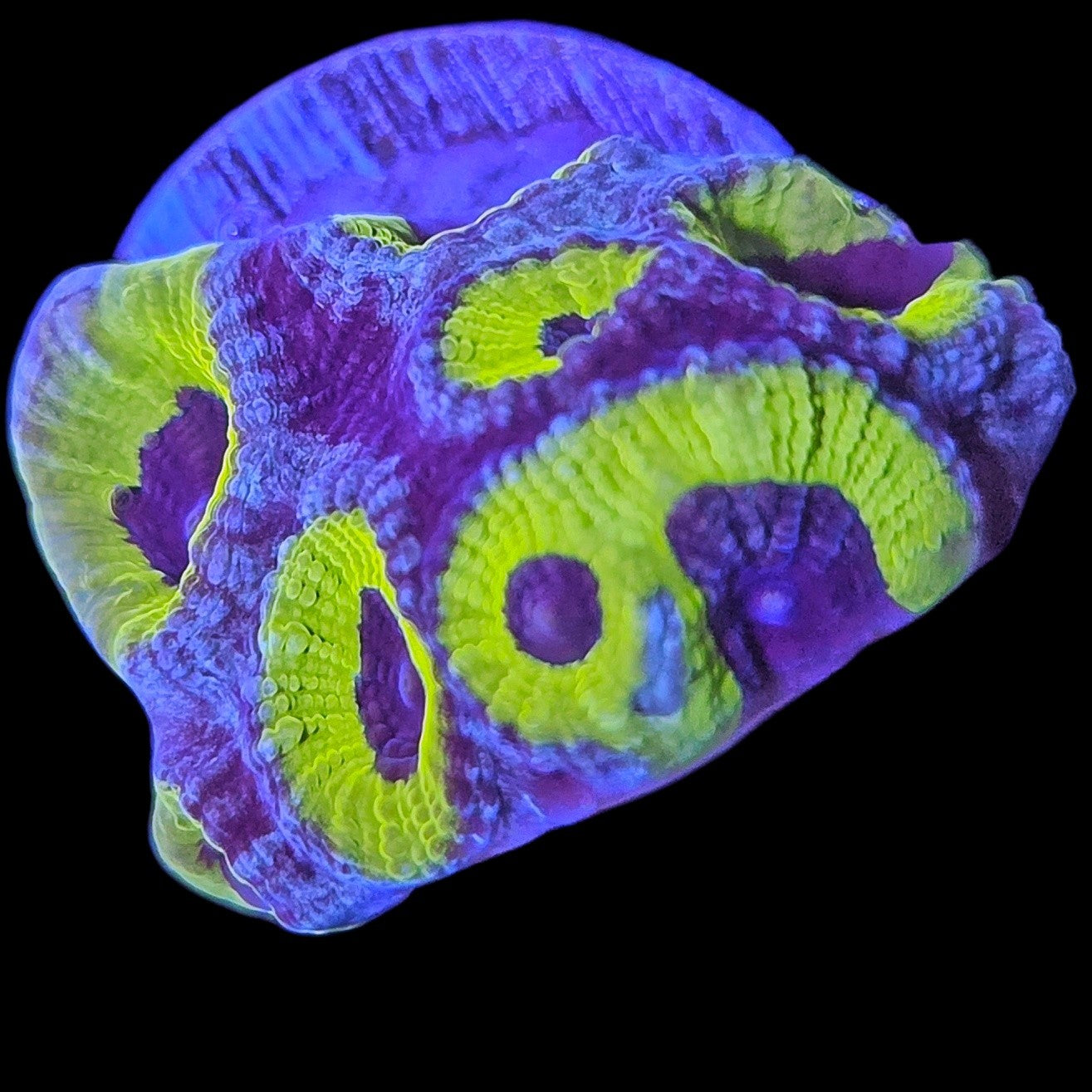 WYSIWYG Slightly Sinister Favia LPS Coral Frag
