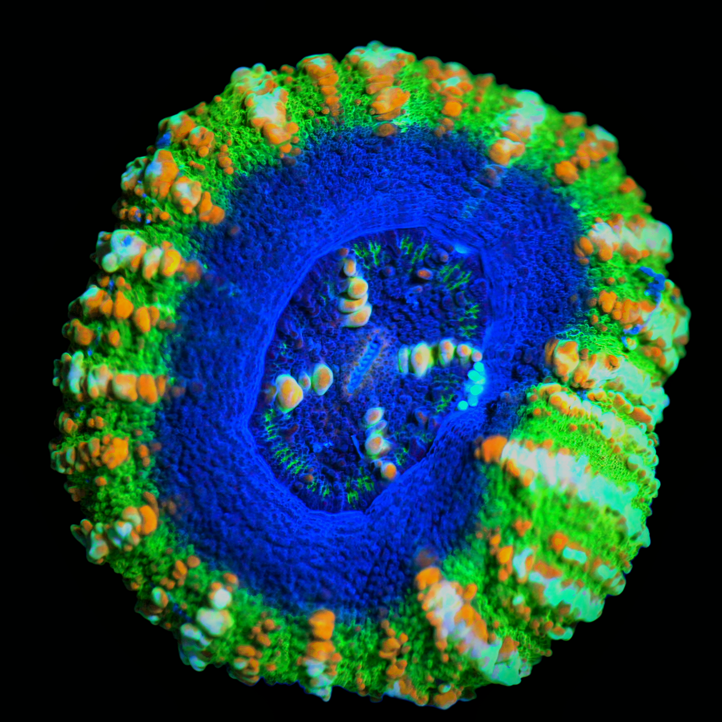 WYSIWYG UFO Button Scolymia LPS Coral