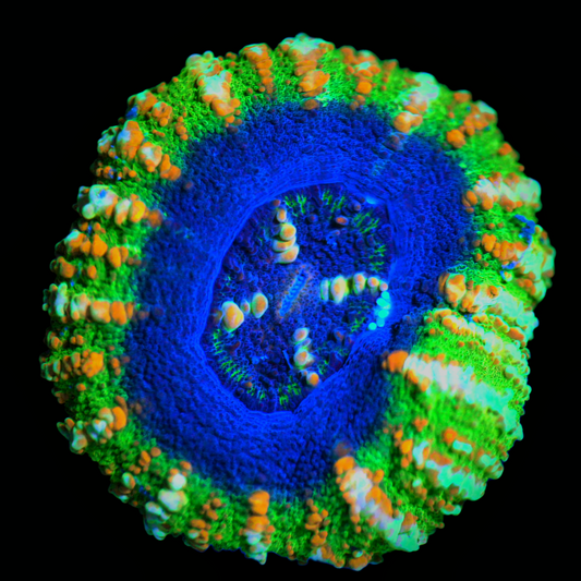 WYSIWYG UFO Button Scolymia LPS Coral