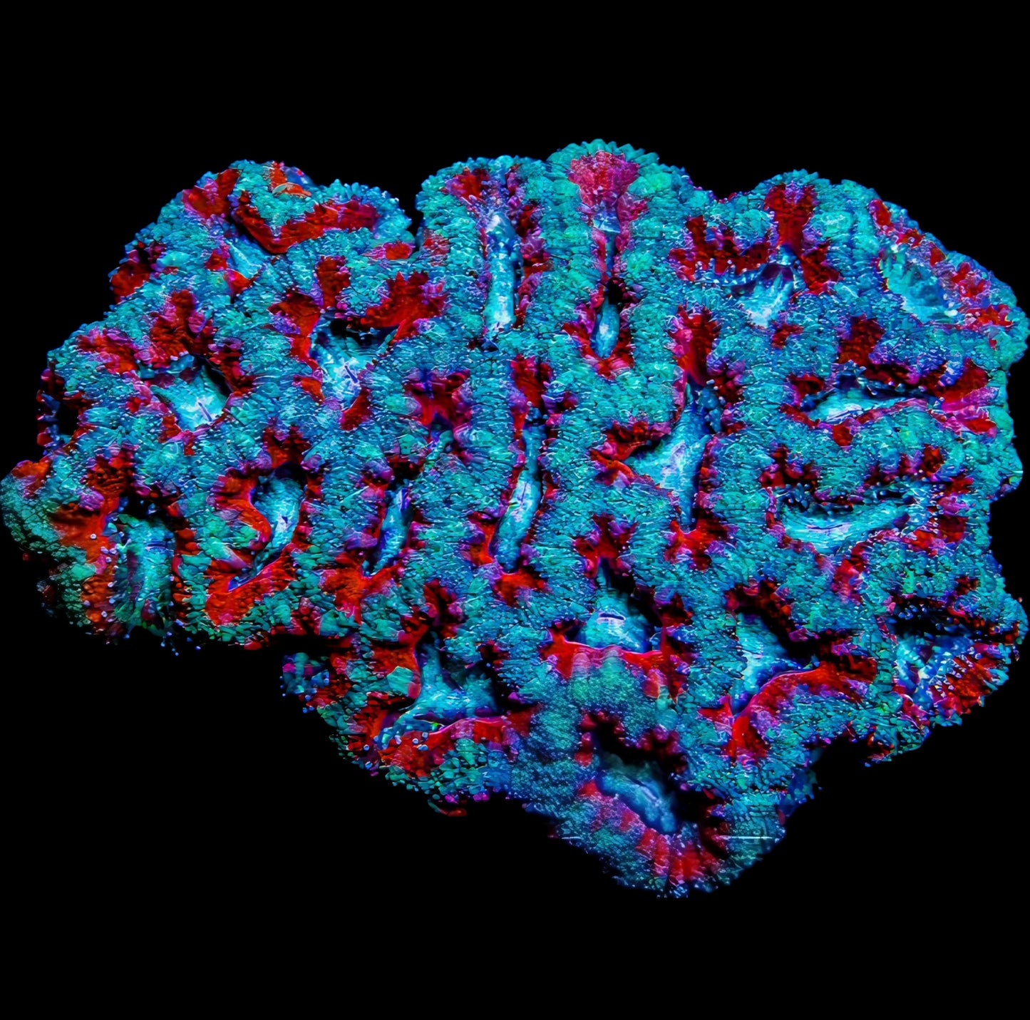 WYSIWYG Aussie The Deep Acan Lord LPS Colony