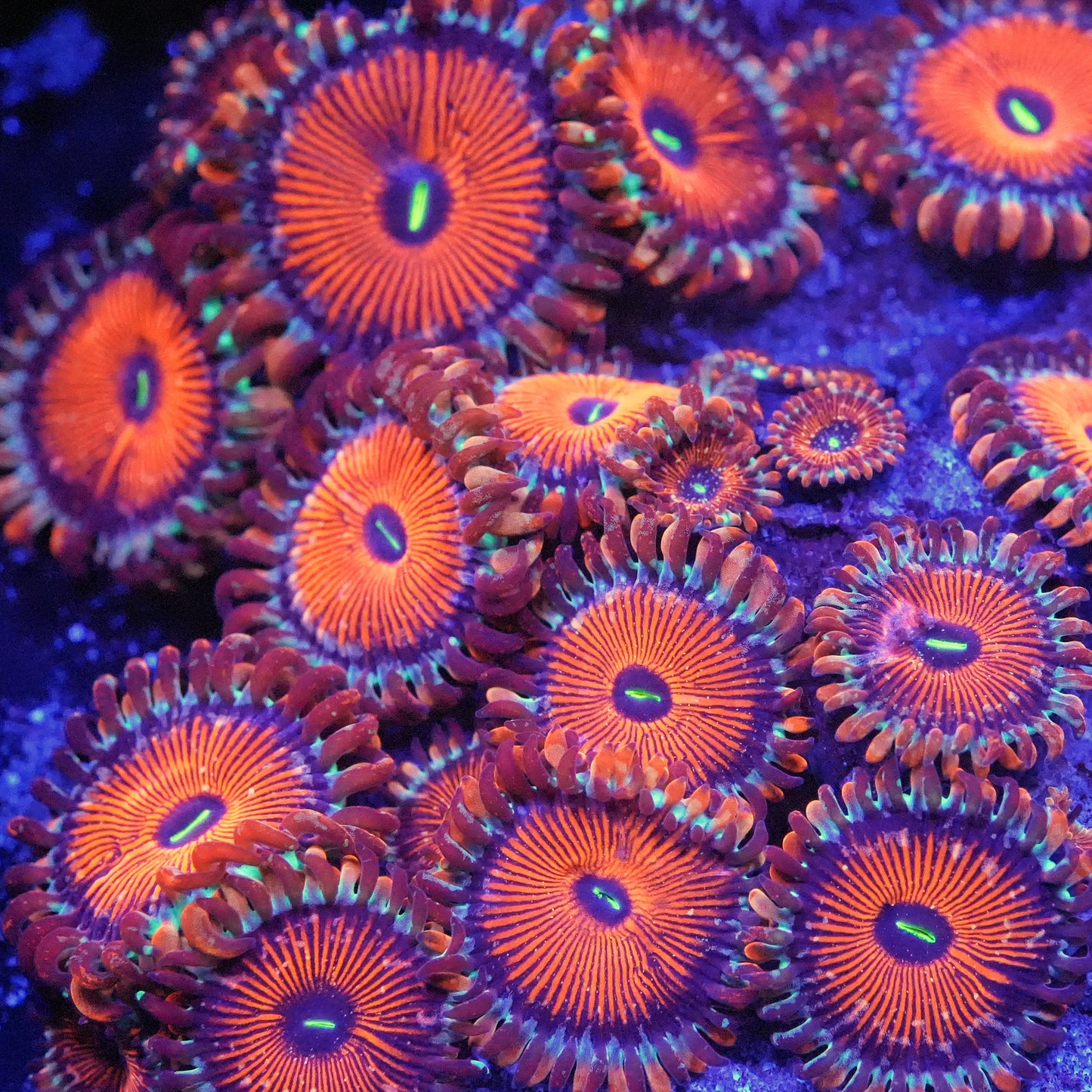 Salted Agave Zoanthids Frag (CUT TO ORDER)