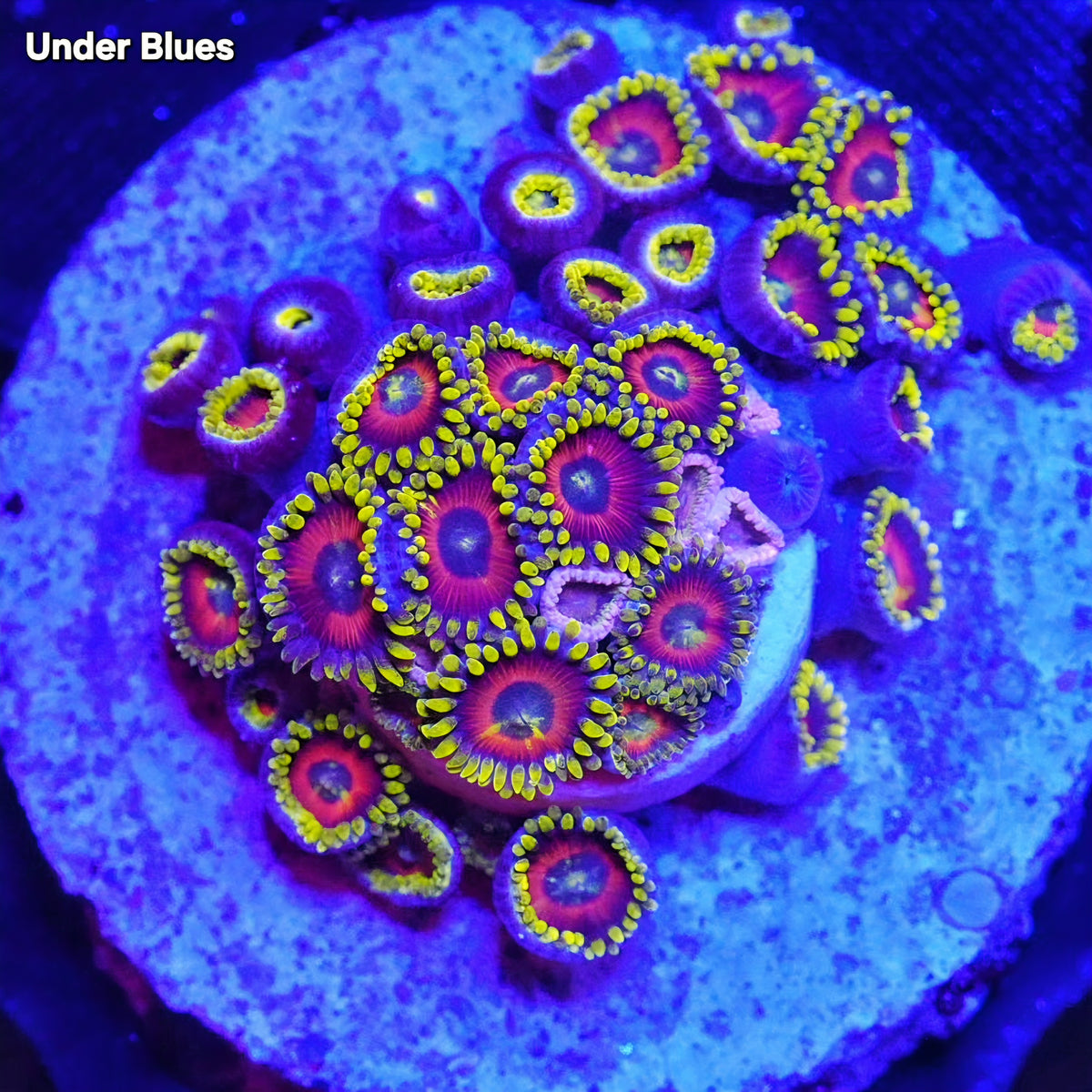 WYSIWYG Super Saiyan Zoanthids Colony