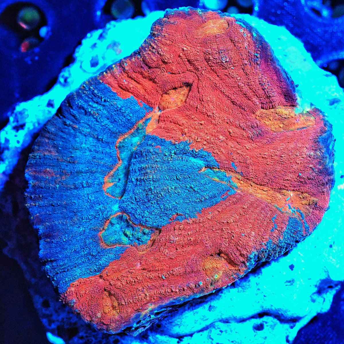 WYSIWYG Rainbow Parascolymia LPS Coral (L)