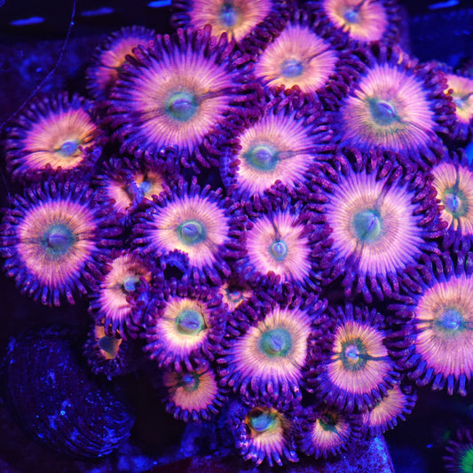 CB Rainbow Infusion Zoanthids (CUT TO ORDER)