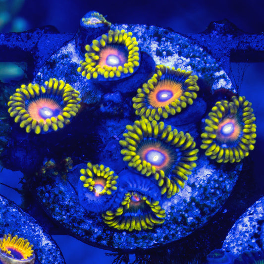 Super Saiyan Zoanthids (CUT TO ORDER)