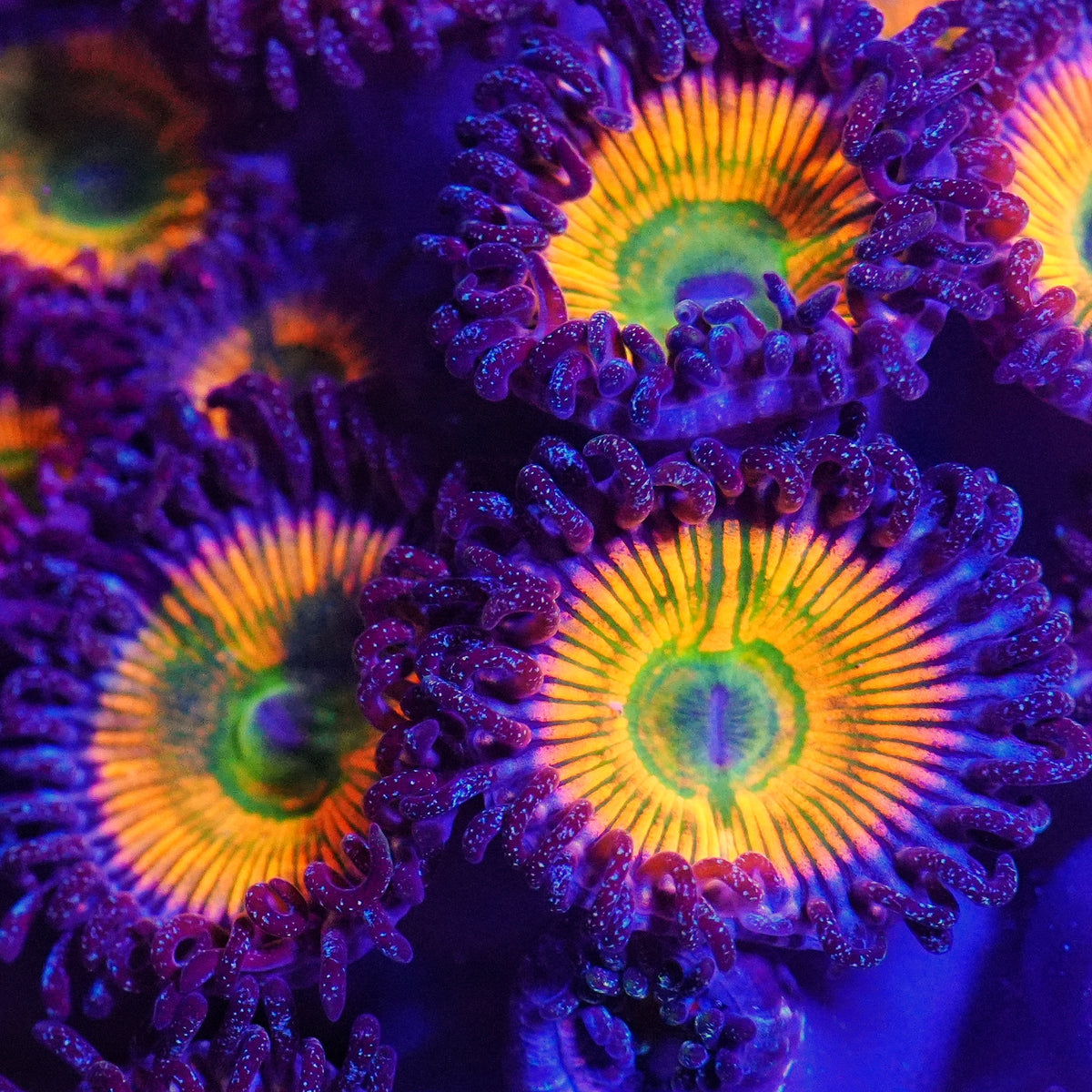 Sunny D Zoanthids (CUT TO ORDER Frag)