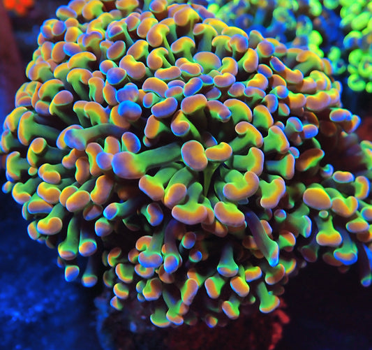 Holy Grail Branching Hammer LPS Frag (Cut to Order - Pico Frag)