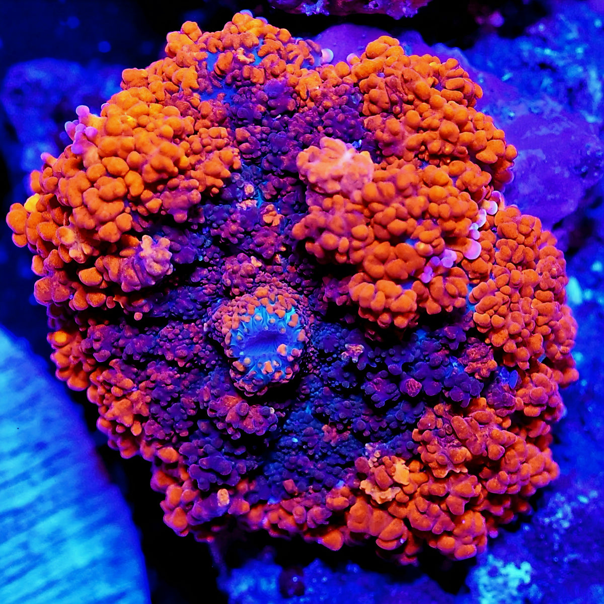 WYSIWYG Tropic Rhodactis Mushroom Soft Coral