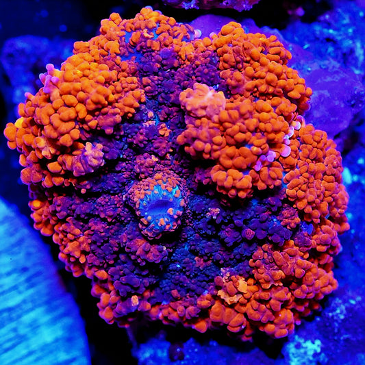 WYSIWYG Tropic Rhodactis Mushroom Soft Coral