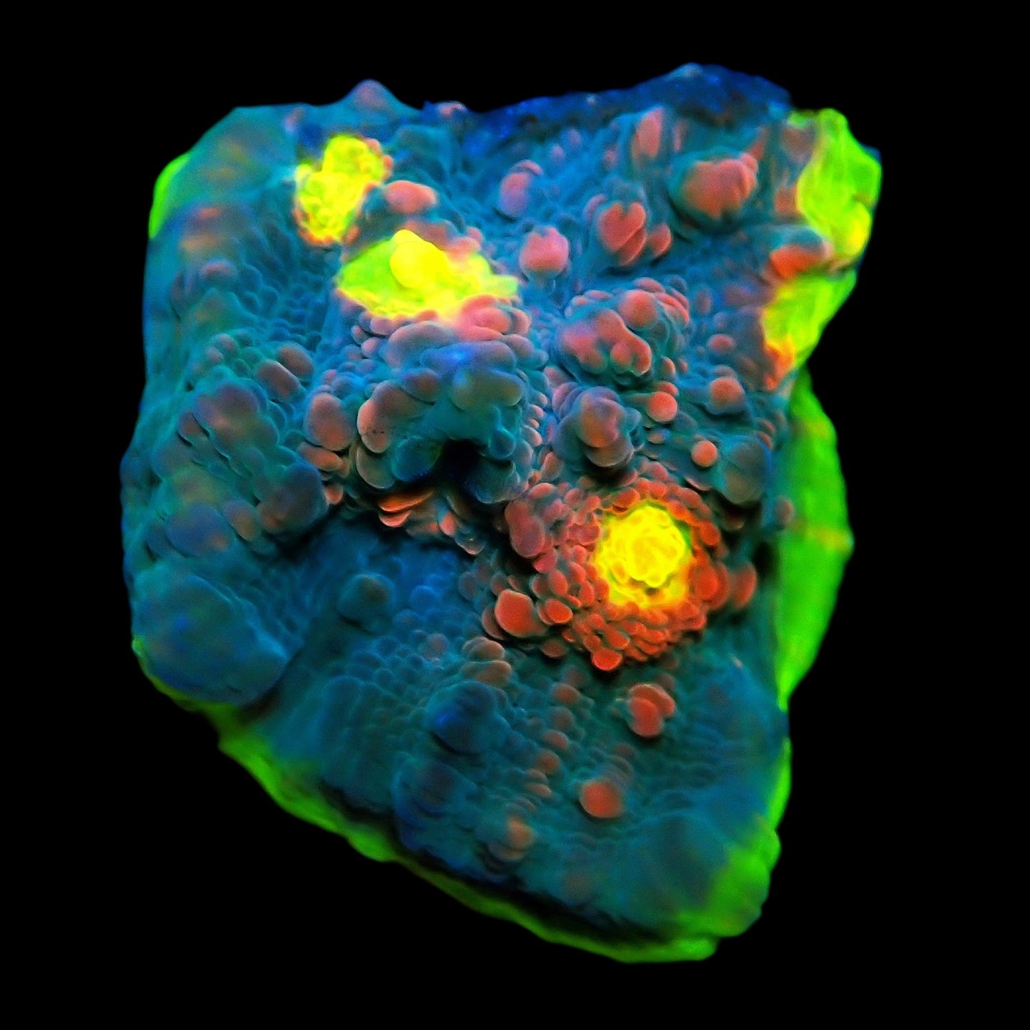 WYSIWYG Aviator Extreme Chalice LPS Coral Frag