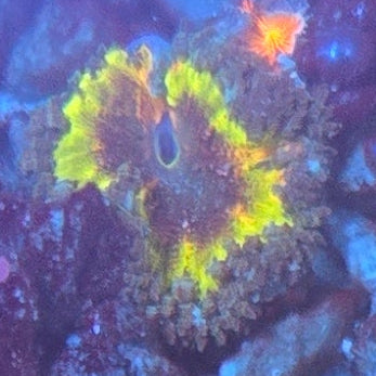 WYSIWYG Yellow Rainbow Rock Flower Anemone