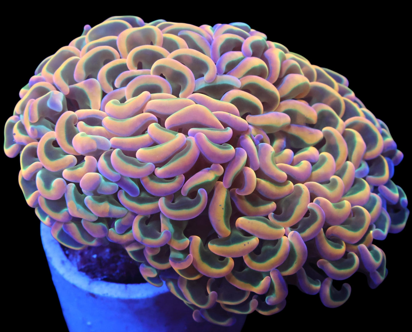 WYSIWYG Indo Rainbow Wall Hammer LPS Coral (M)