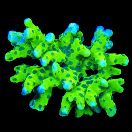 WYSIWYG Green Goblin Anacropora - SPS Coral Frag (M)