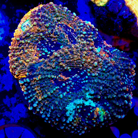 WYSIWYG Blue Crush Acanthastrea LPS Frag