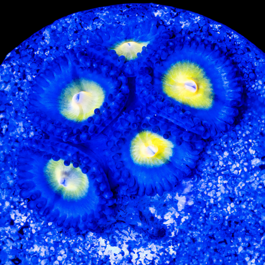 WYSIWYG WWC AOI Zoanthids Frag