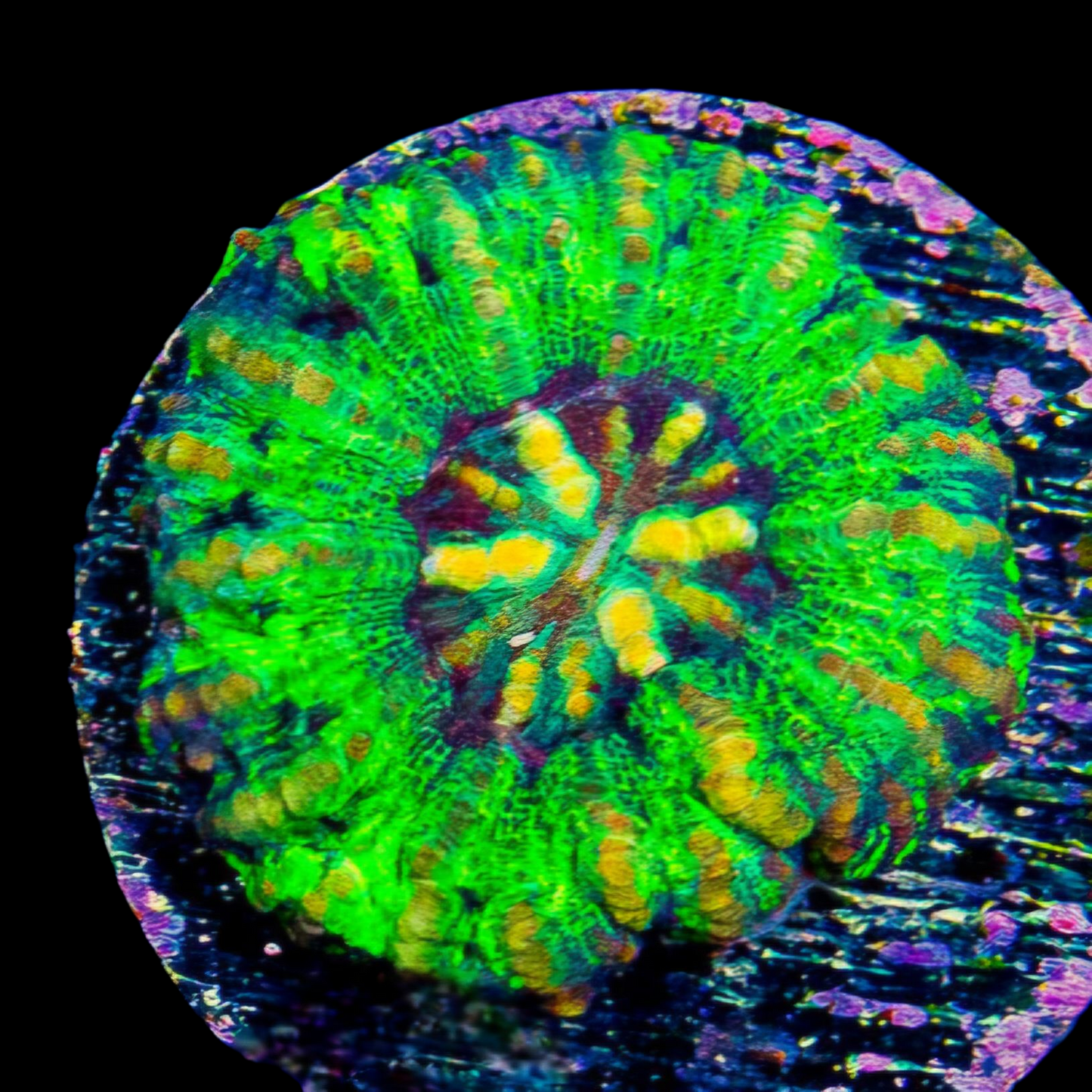 WYSIWYG Aussie Ultra Button Scolymia LPS Coral