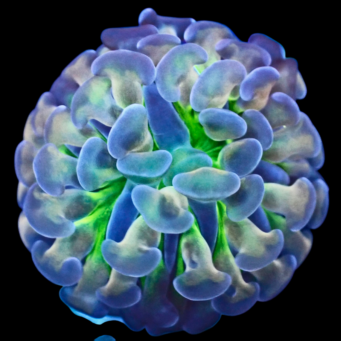 WYSIWYG Casper's Halo Branch Hammer LPS Frag