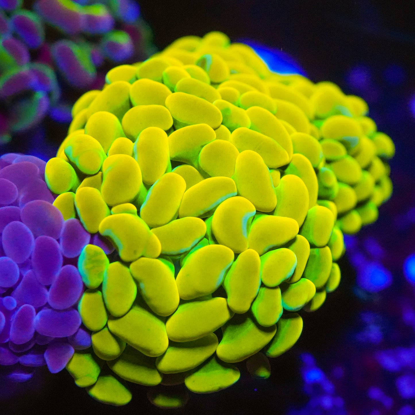WYSIWYG Indo Holy Grail  Branching Hammer LPS Frag (2H)