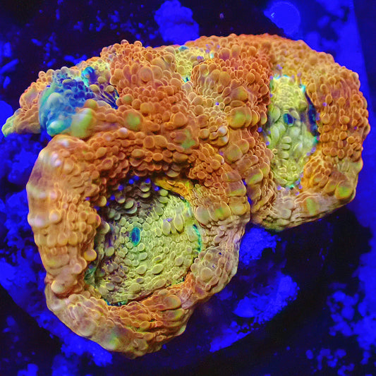 WYSIWYG Orange Crush Acanthastrea LPS Frag