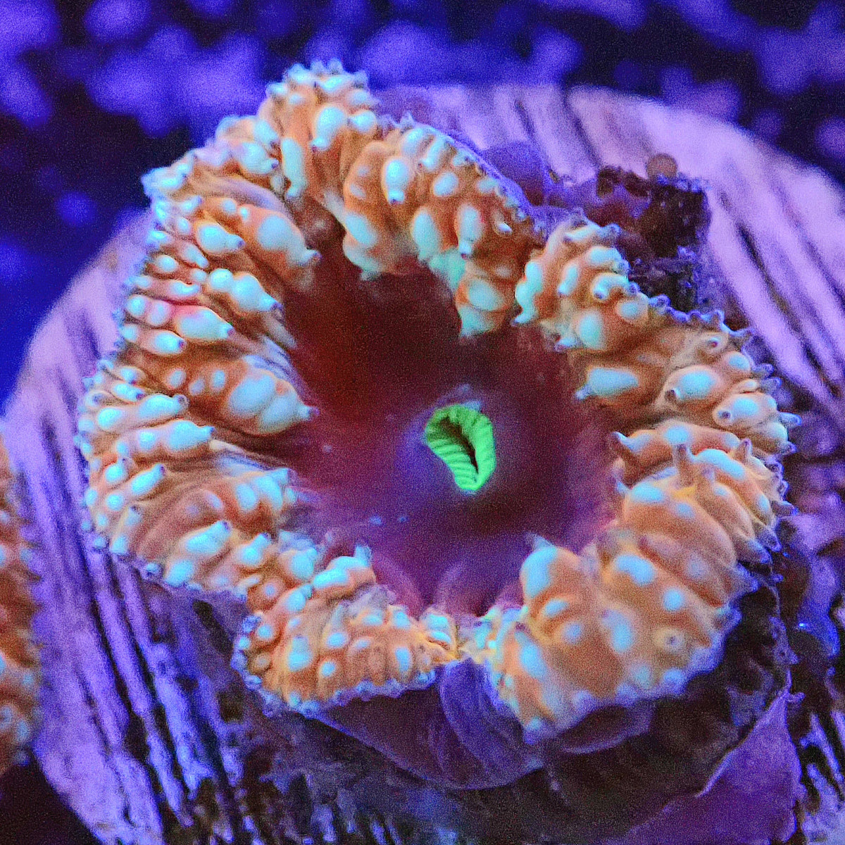 WYSIWYG Crème Brûlée Blastomussa LPS Coral Frag