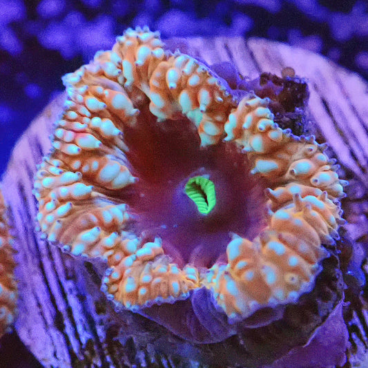 WYSIWYG Crème Brûlée Blastomussa LPS Coral Frag
