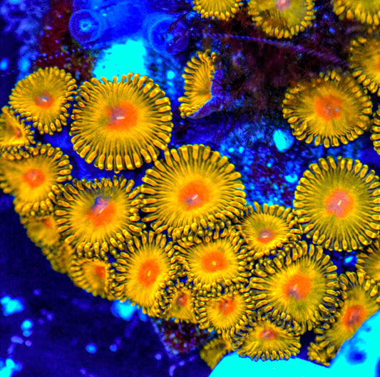 GB Golden Kiwi Zoanthids (CUT TO ORDER Frag)