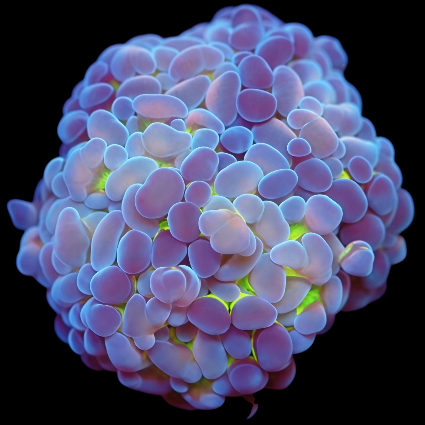 WYSIWYG Jelly Glow Branch Hammer LPS Frag