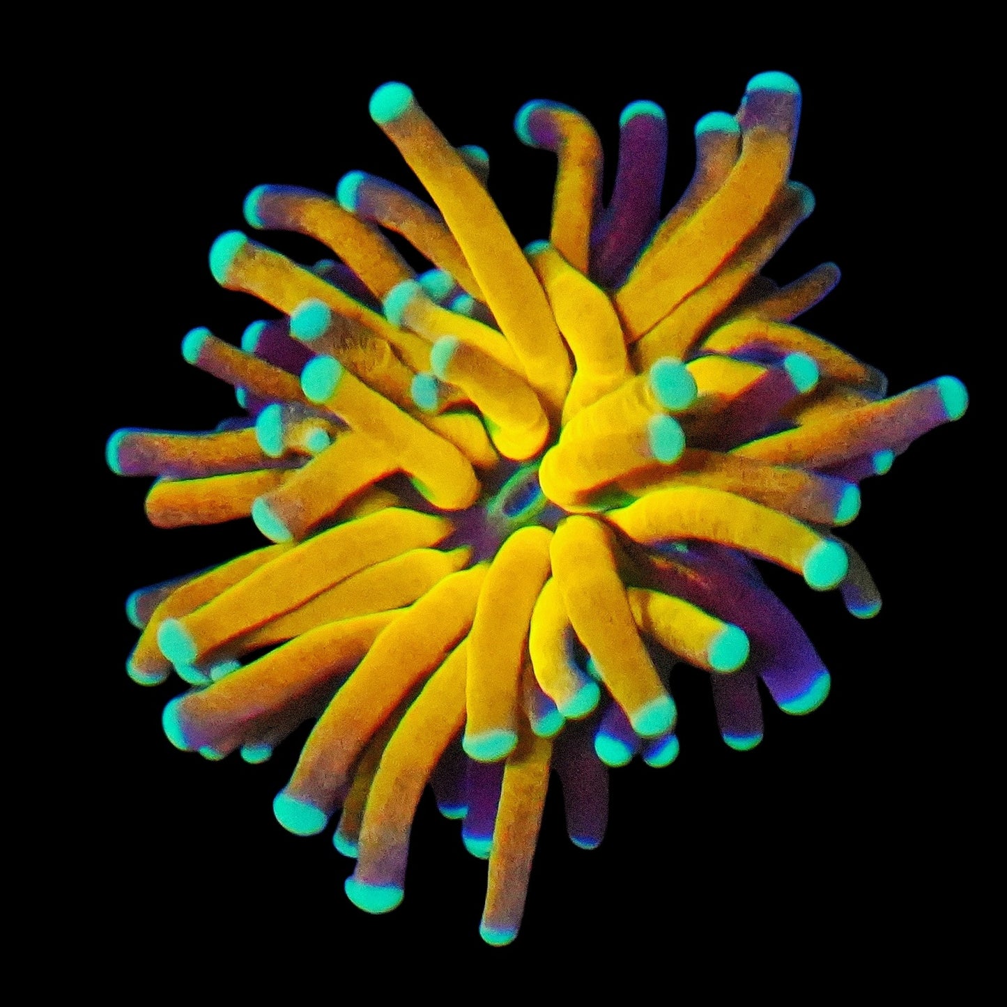 WYSIWYG Tiger Torch LPS Coral Frag