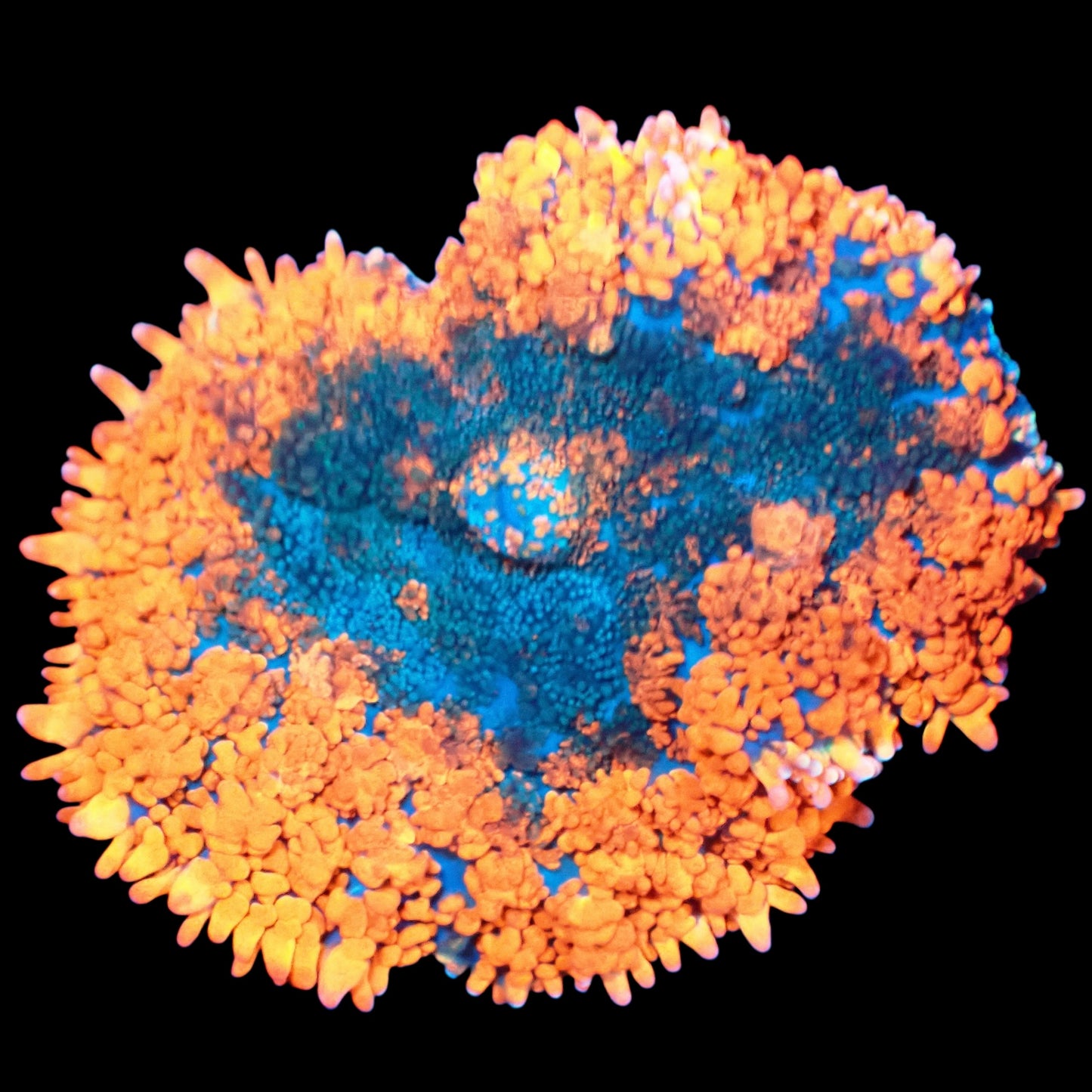 WYSIWYG Tropic Rhodactis Mushroom Soft Coral