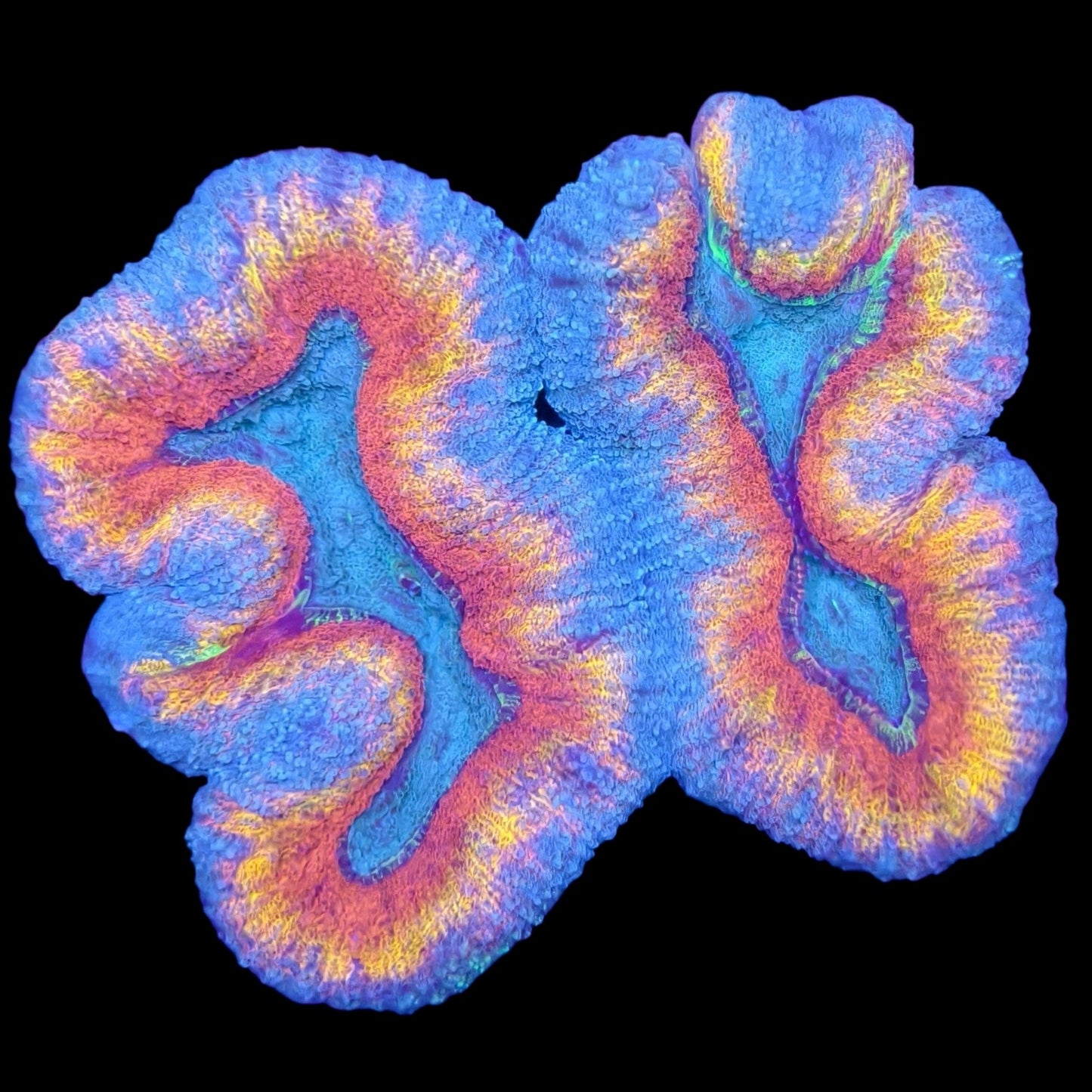WYSIWYG Quad Color Lobophyllia LPS Coral (L)