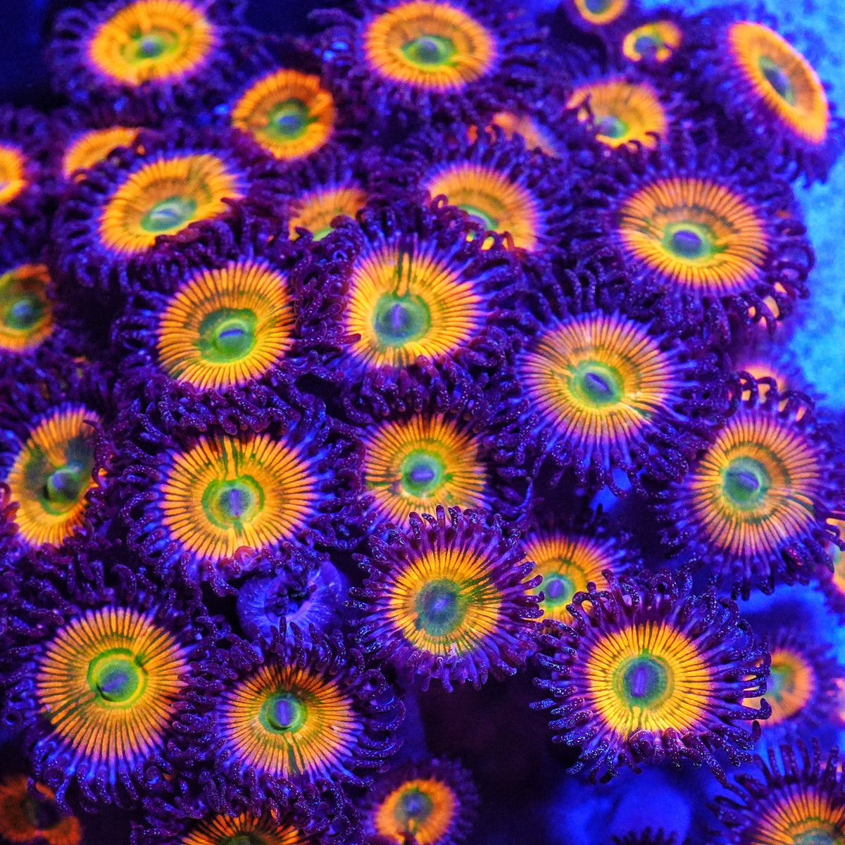 Sunny D Zoanthids (CUT TO ORDER Frag)