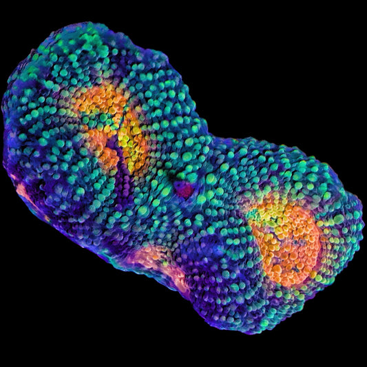 WYSIWYG Peach Cobbler Acanthastrea LPS Frag