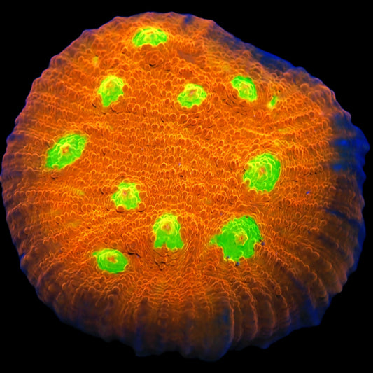 WYSIWYG Yellow Eye Chalice LPS Coral Frag