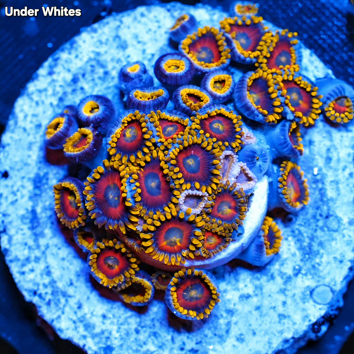 WYSIWYG Super Saiyan Zoanthids Colony
