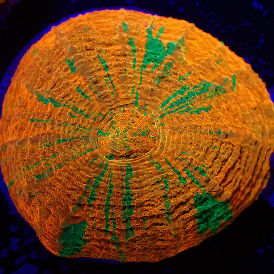 WYSIWYG Captive Bred Reverse Bleeding Apple Scolymia Australis (S)