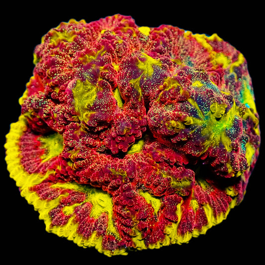 WYSIWYG WWC Blood Diamond Favia Frag Large LPS Coral