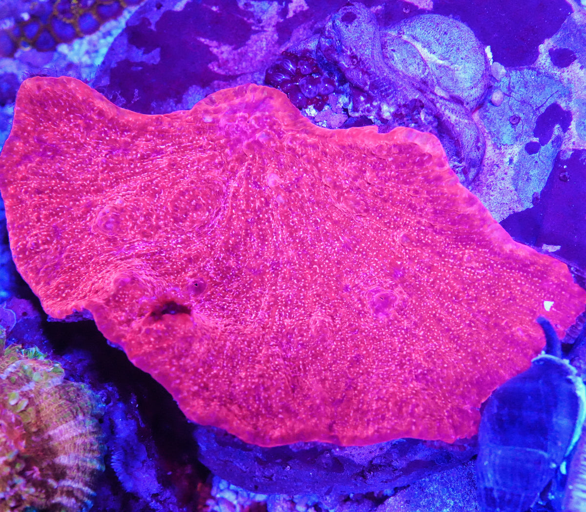 WYSIWYG Dragonfruit Leather Chalice LPS Coral Colony (L)