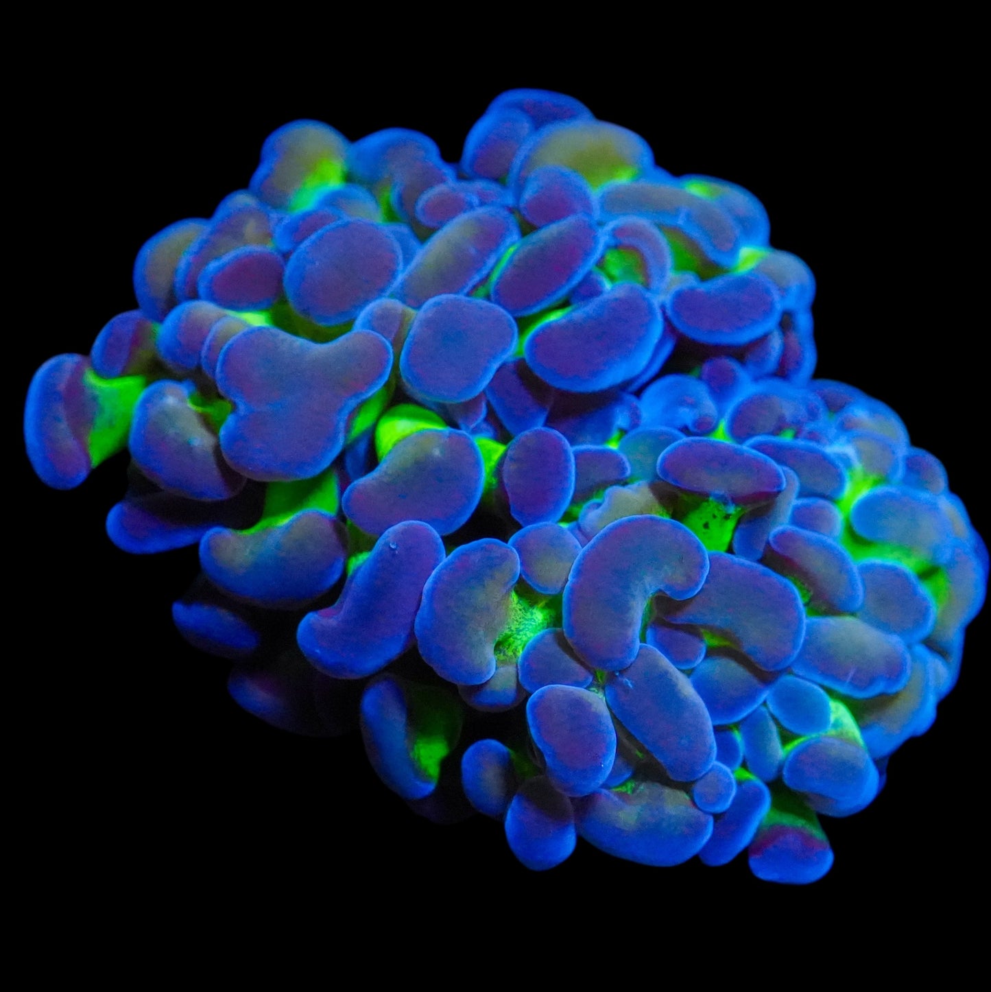 WYSIWYG Hologram Branch Hammer LPS Frag (2H)