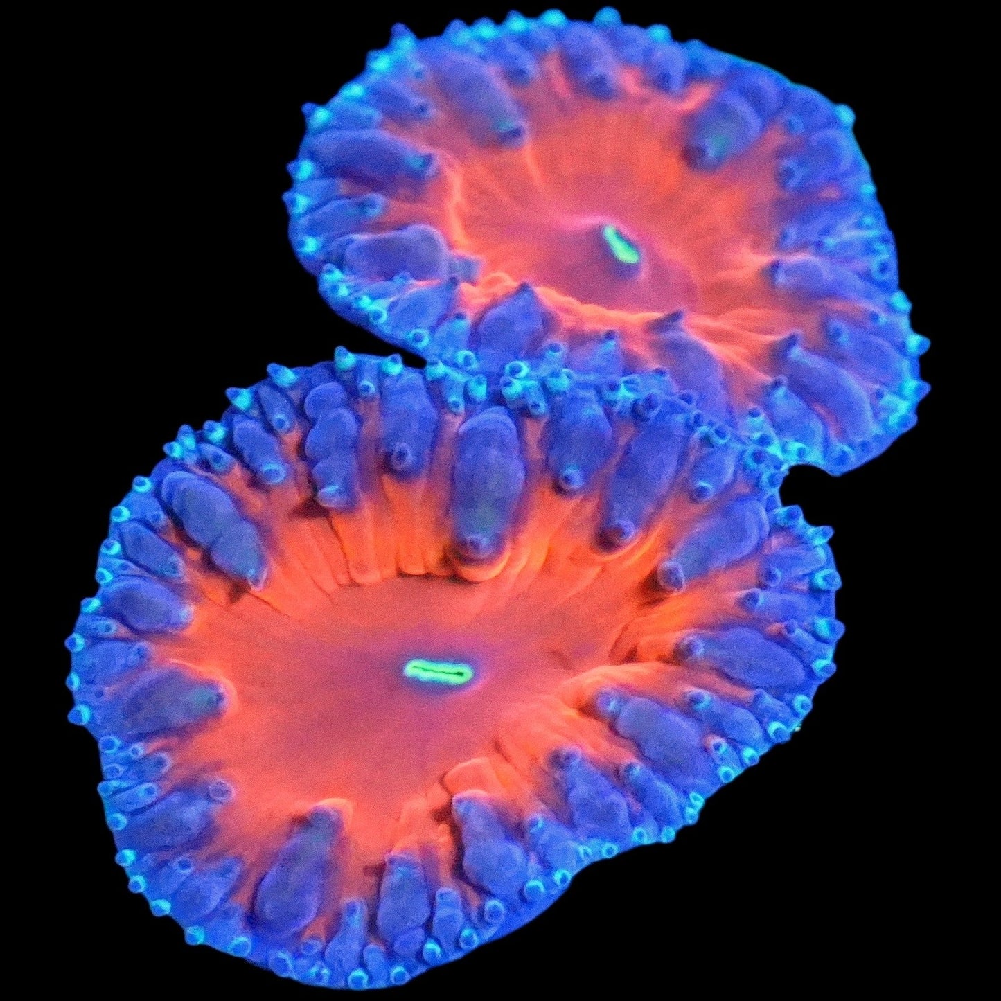 WYSIWYG Superman Blastomussa LPS Coral