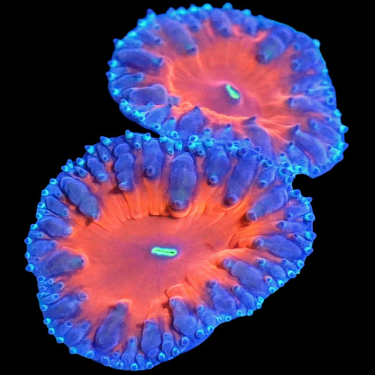 WYSIWYG Superman Blastomussa LPS Coral