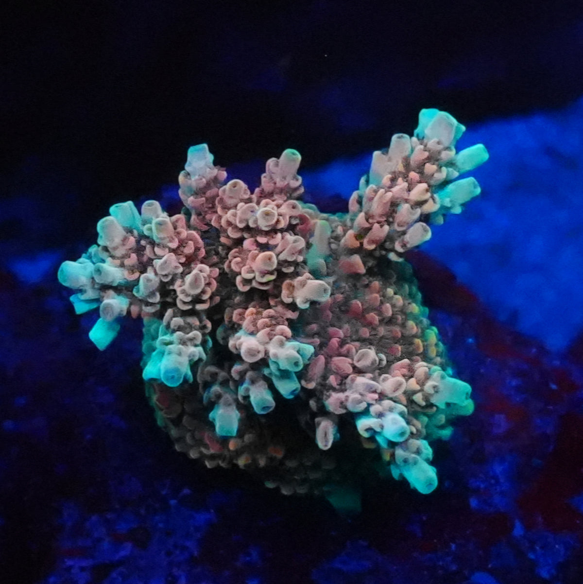 POTO Acropora Frag - SPS Coral (CUT TO ORDER)